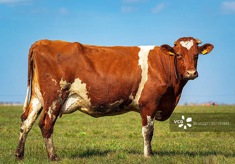 站在田野上，以天空为背景的牛的肖像，佩尔韦泽斯特拉特，迪克斯米德，比利时图片素材
