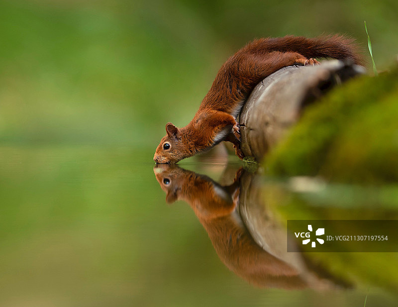 松鼠在树上吃食物的特写，尼加拉瓜图片素材
