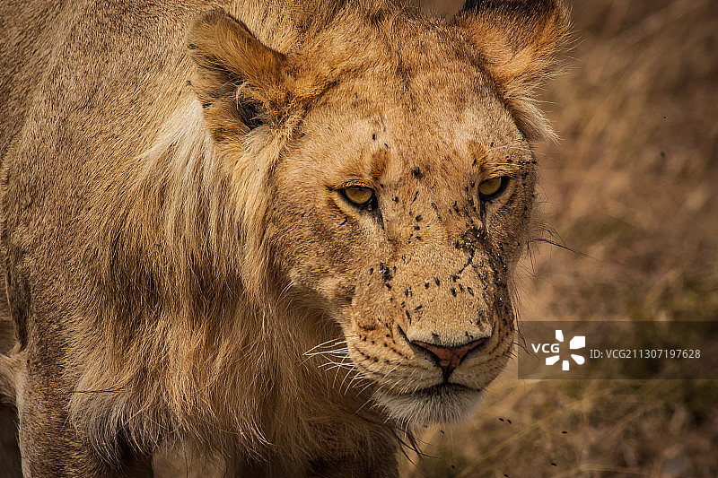 雄狮侧面特写图片素材