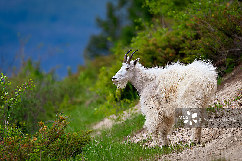 站立在田野上的山羊侧视图图片素材