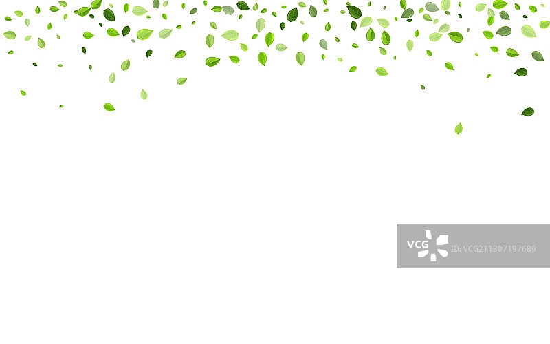 草叶植物森林图片素材