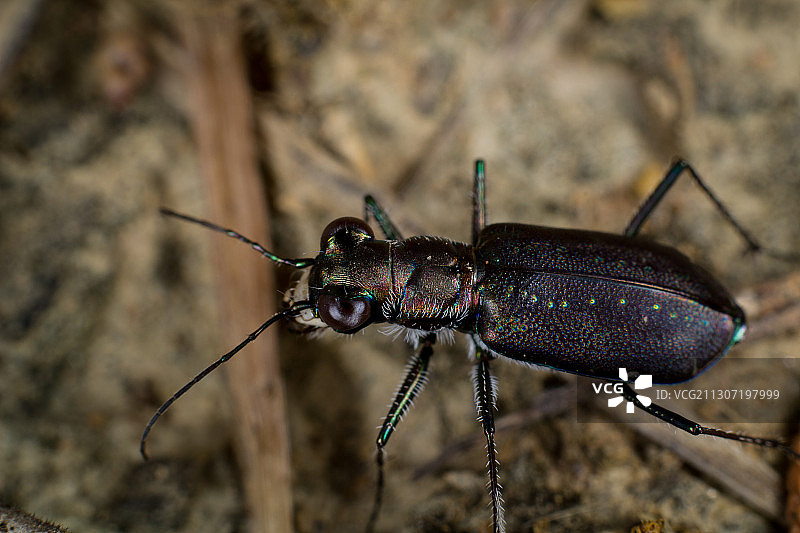 田野里的甲虫特写图片素材