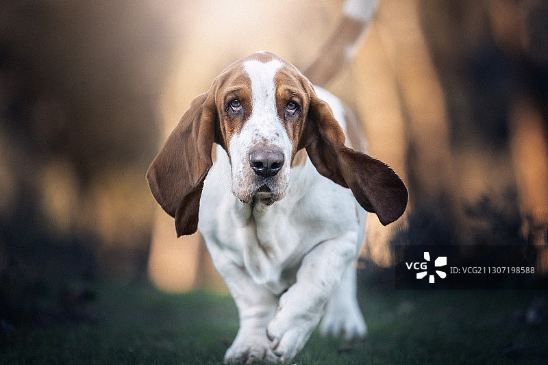 小狗站在西班牙La Moraleja田野上的肖像图片素材