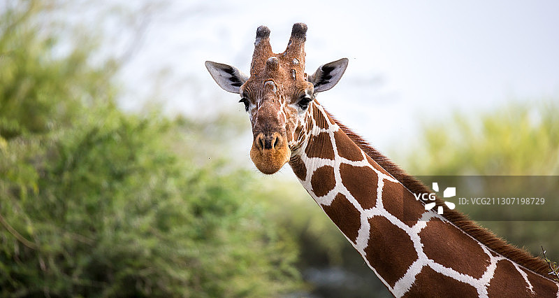 树木背景下的长颈鹿特写图片素材