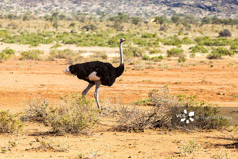 孔雀栖息在陆地上的侧视图图片素材