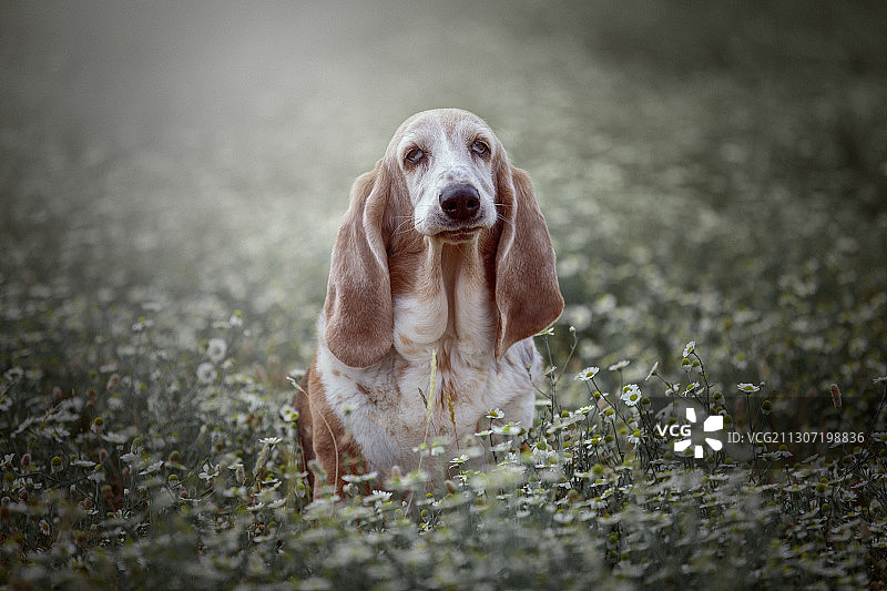 西班牙拉莫拉莱哈田野上的小狗 портрет图片素材