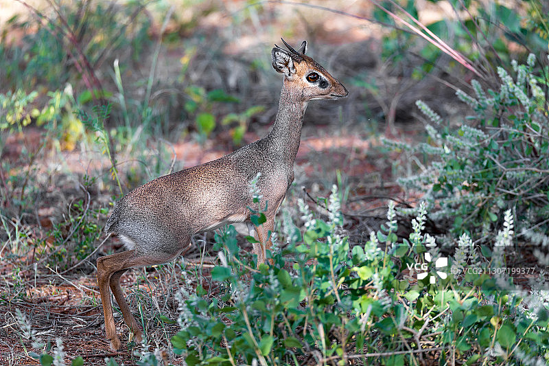 鹿站在田野上的侧视图图片素材