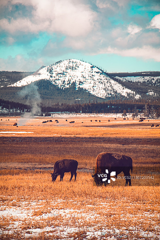 野牛父子图片素材