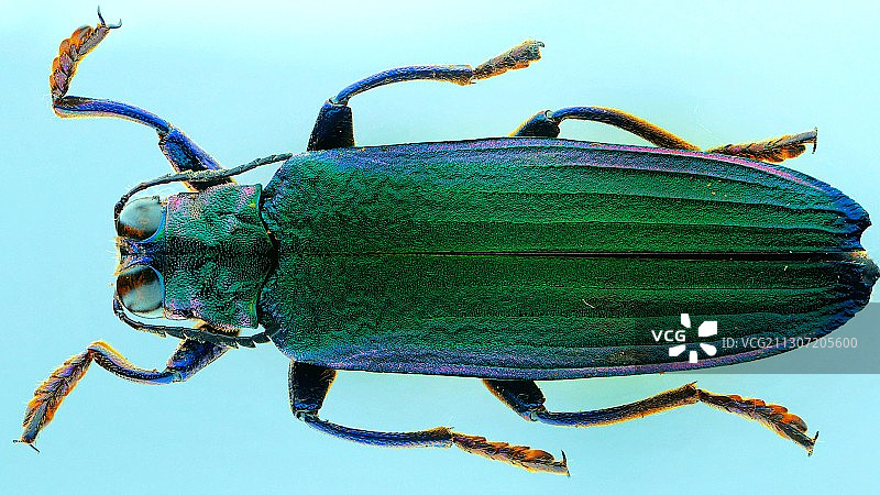 微距堆叠拍摄，吉丁虫标本图片素材