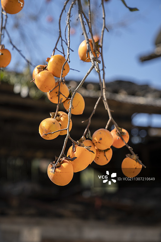 建始小山村农家院子的柿子熟了图片素材