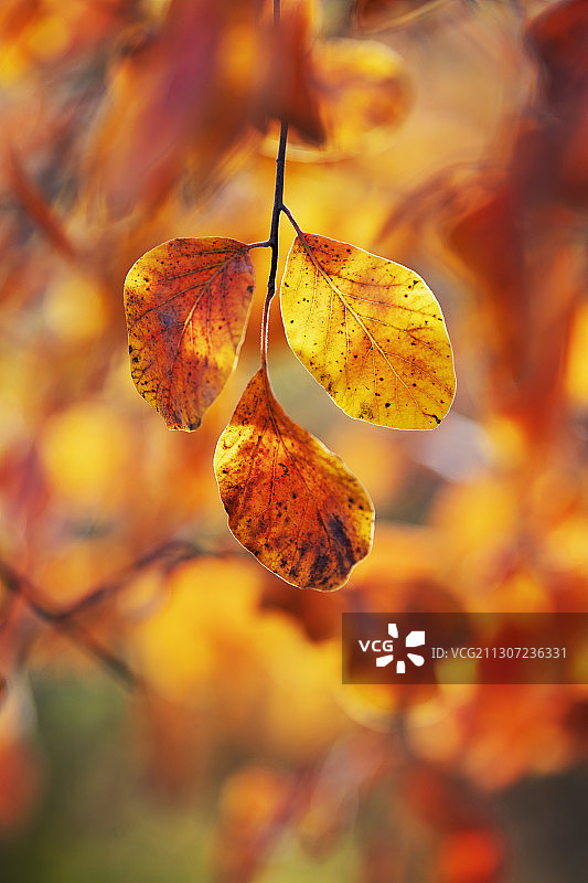 红叶落索5图片素材