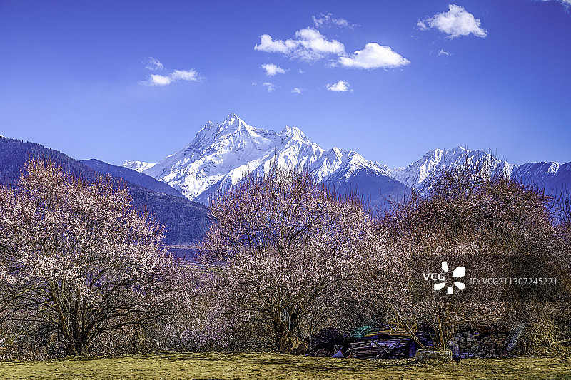 西藏林芝 桃花 雪山图片素材