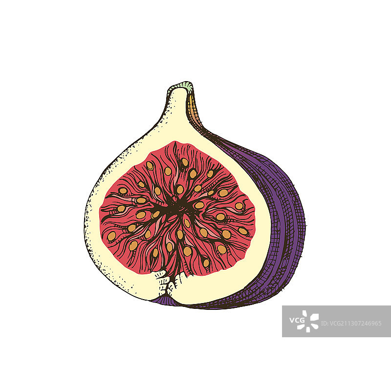 手绘彩色无花果半个图片素材