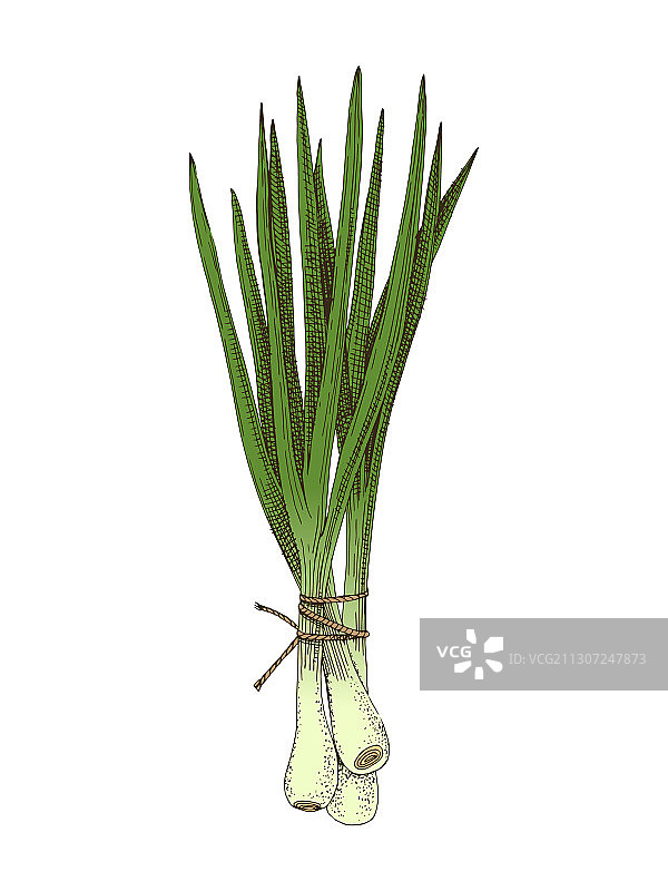 手绘葱束图片素材