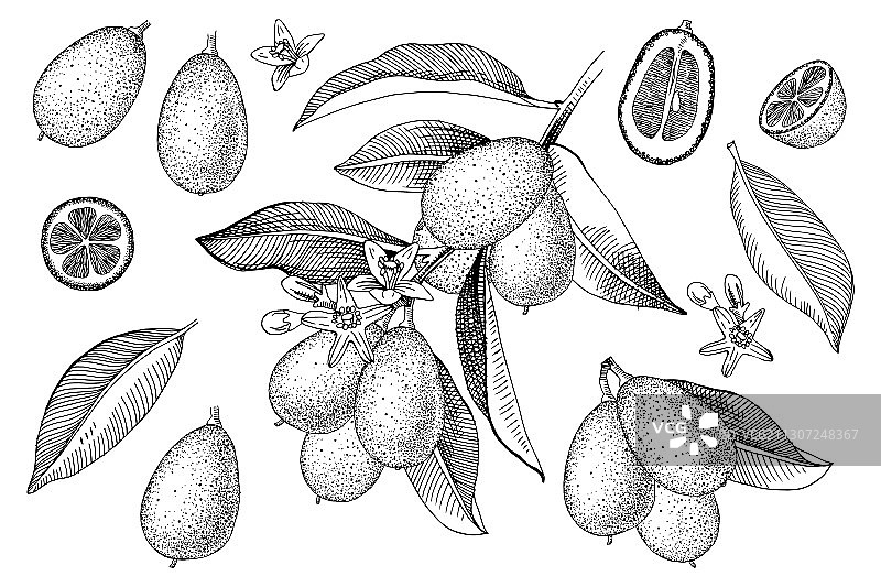 手绘金橘图案合集图片素材