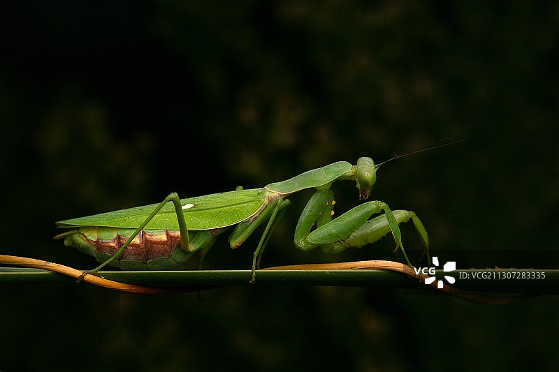 螳螂准妈妈图片素材