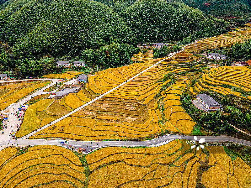 山谷里的金色梯田图片素材