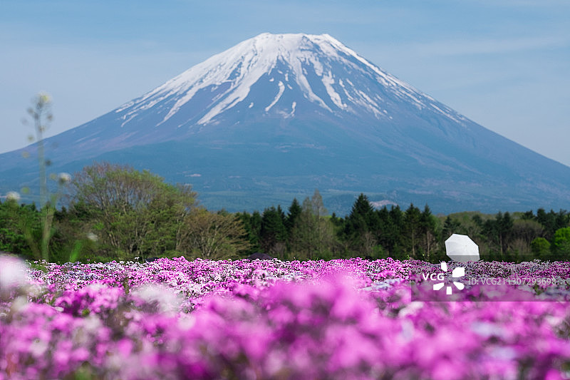 芝樱与富士山图片素材