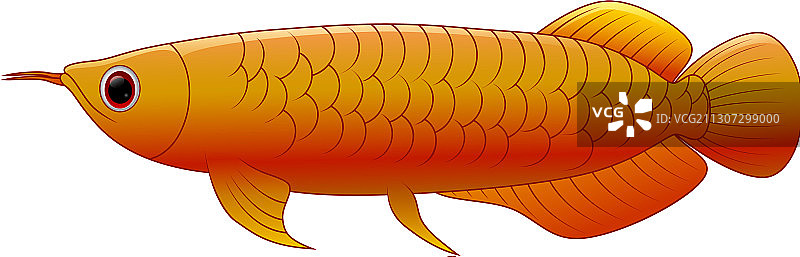 白色背景下的金龙鱼图片素材