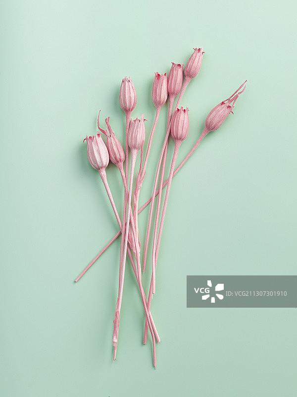 永生花图片素材