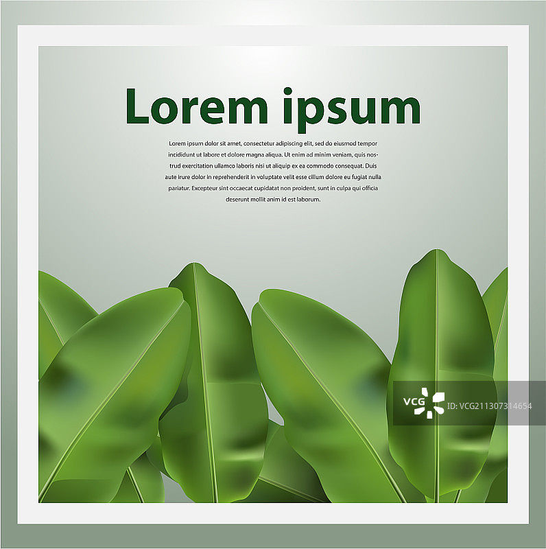 香蕉叶子图片素材