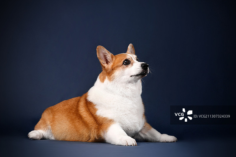 可爱的柯基图片素材