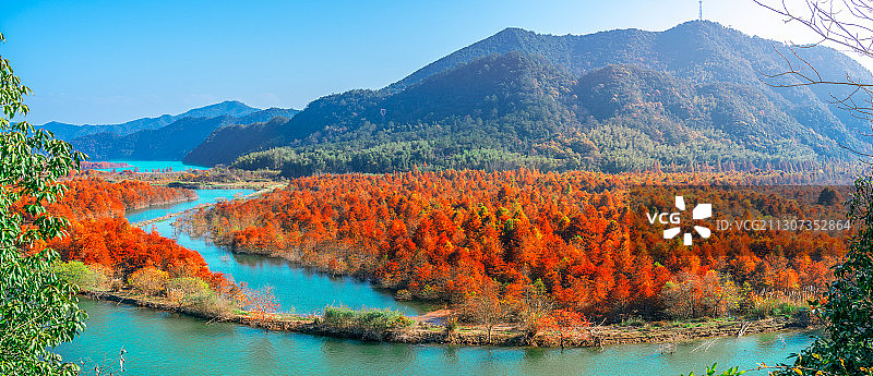 湖泊环绕的落羽红杉林图片素材