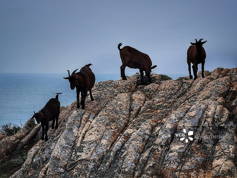 羊羊羊，海岛的羊图片素材