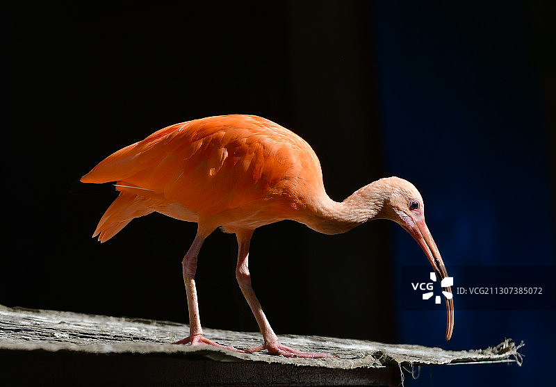 正在朝下望的美洲红鹮图片素材