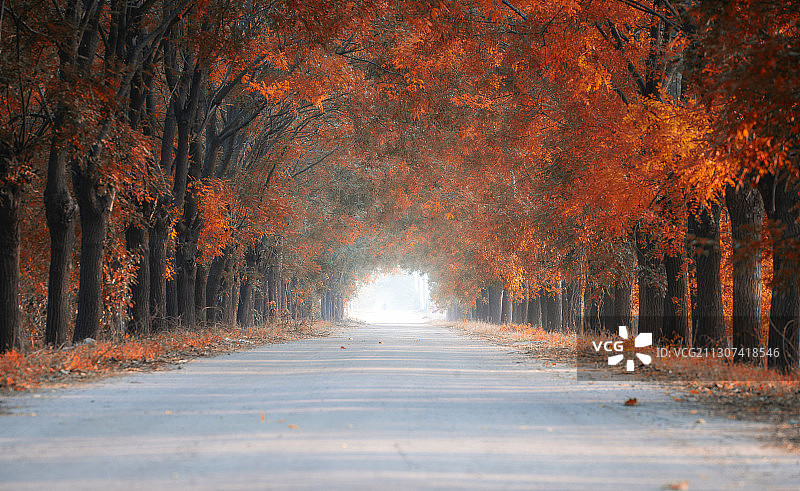 秋天路旁树林图片素材