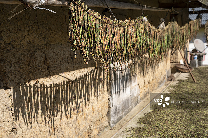 建始深山农家晾晒的白肋烟烟叶图片素材