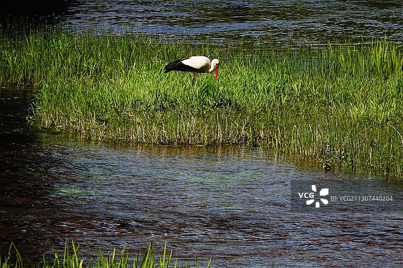 拉脱维亚  库尔迪加湿地。图片素材