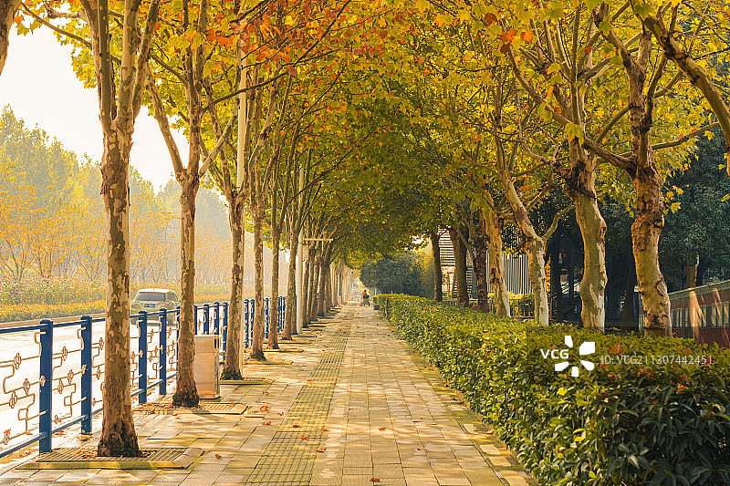 深秋晴天阳光透过发黄的树叶洒在空旷的街道上图片素材