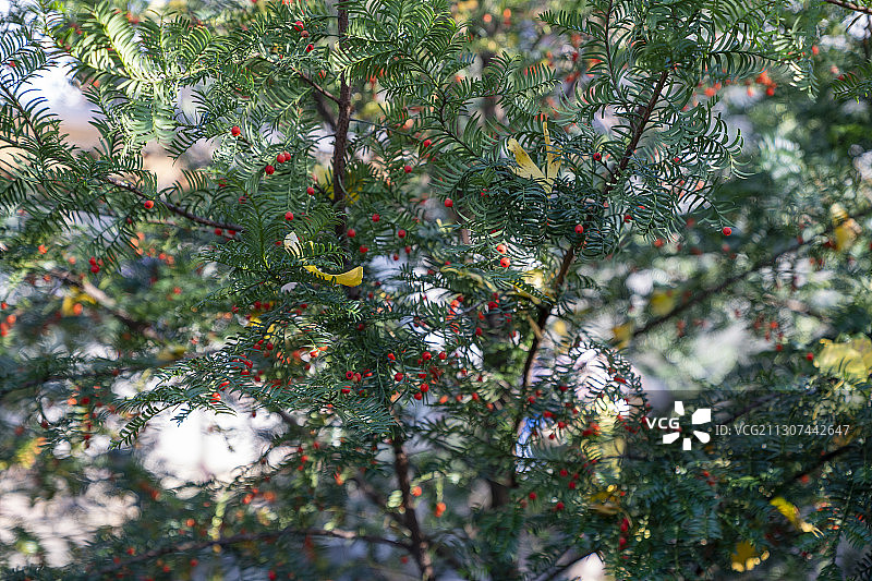 巴东珍稀植物红豆杉图片素材