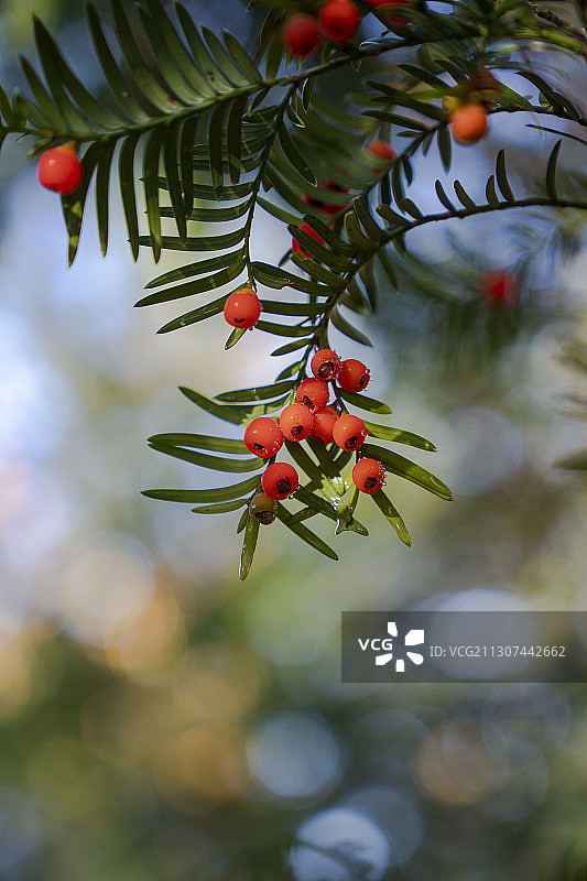 巴东珍稀植物红豆杉图片素材