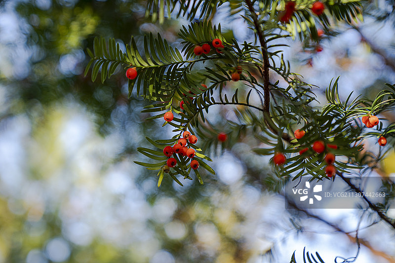 巴东珍稀植物红豆杉图片素材