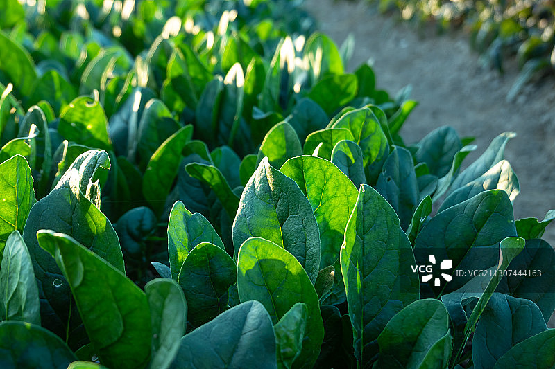 郁郁葱葱的菠菜苗图片素材