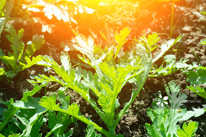 阳光下郁郁葱葱的菊花菜图片素材
