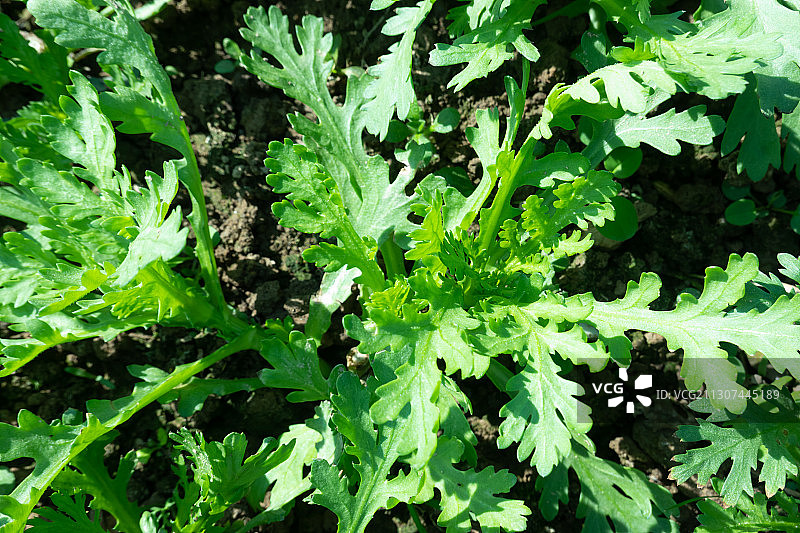阳光下郁郁葱葱的菊花菜图片素材