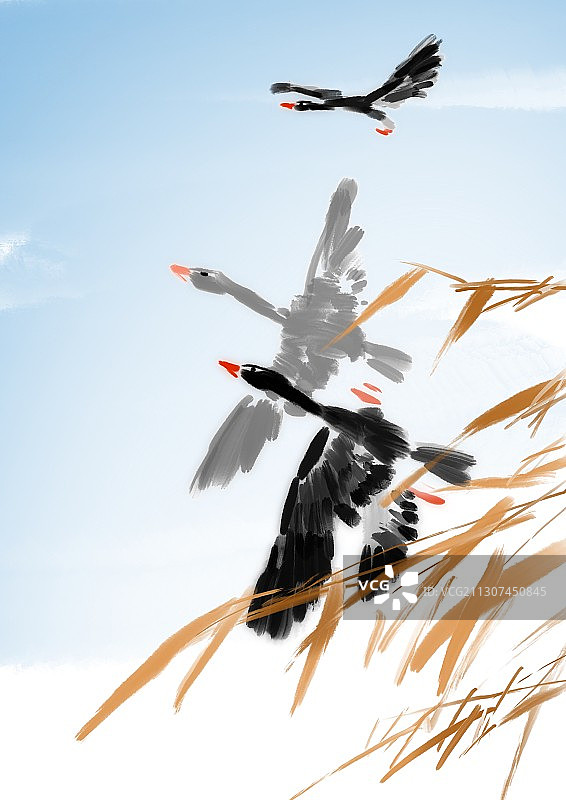 野生动物栖息地的大雁图片素材