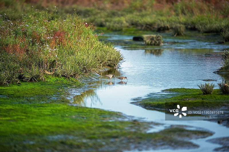 在浅滩上寻找食物的鸟图片素材