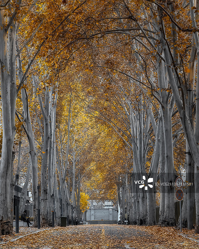 初冬的落叶，金黄色梧桐叶。图片素材