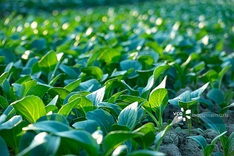 阳光下的小白菜苗菜地图片素材