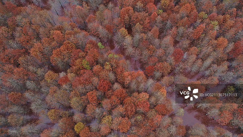 宁国红杉图片素材