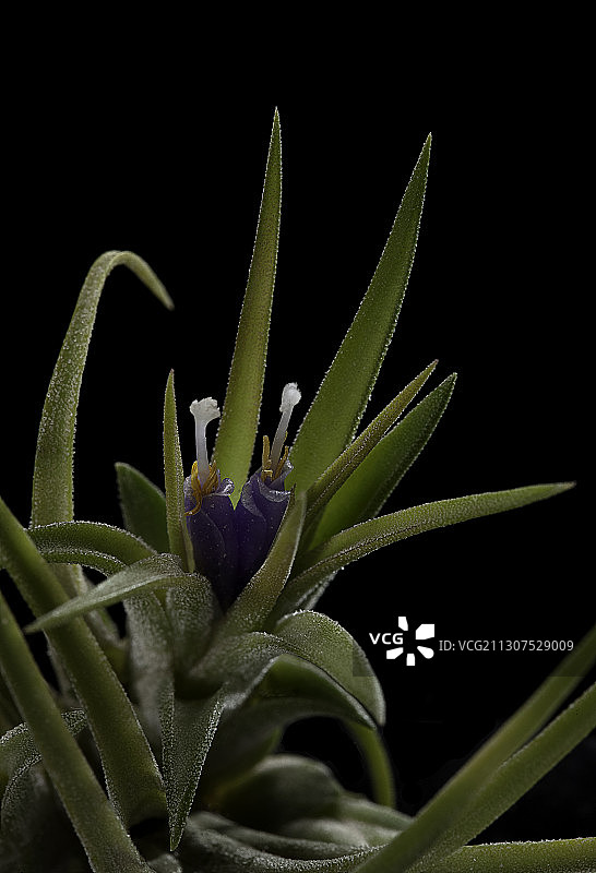 章鱼凤梨图片素材