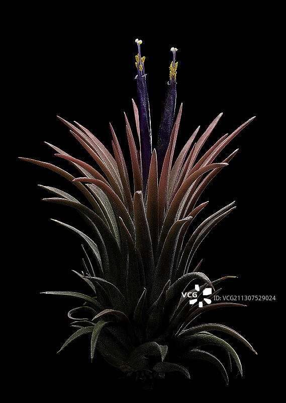 Apretado甜Tillandsia图片素材