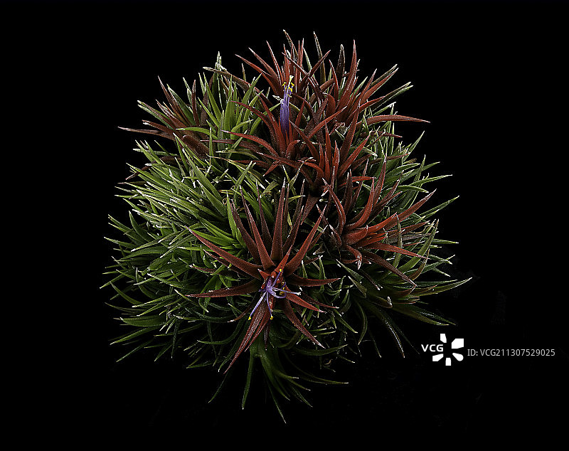 空气凤梨图片素材