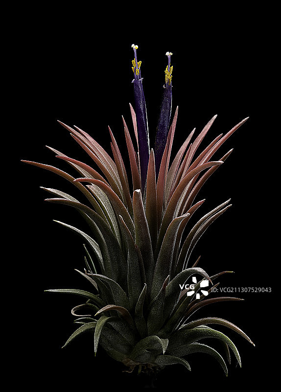 Apretado甜Tillandsia图片素材