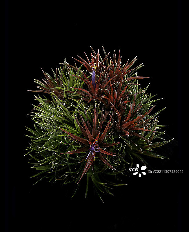 空气凤梨图片素材