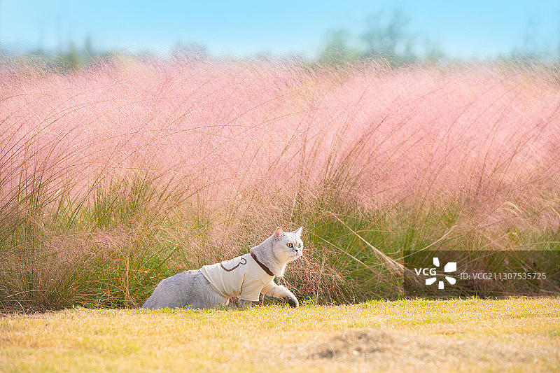 粉黛乱子草和英国短毛猫银渐层图片素材